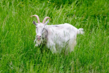 Çimlerin üzerinde çayırdaki bir tarlada keçi. Yüksek kalite fotoğraf