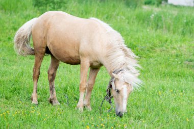 Altın at yeşil çimlerin üzerinde otluyor. Yüksek kalite fotoğraf