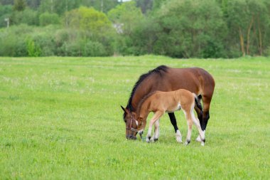 Otlakta bir tarlada tay taşıyan bir at. Yüksek kalite fotoğraf
