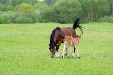 Otlakta bir tarlada tay taşıyan bir at. Yüksek kalite fotoğraf