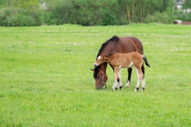 Otlakta bir tarlada tay taşıyan bir at. Yüksek kalite fotoğraf