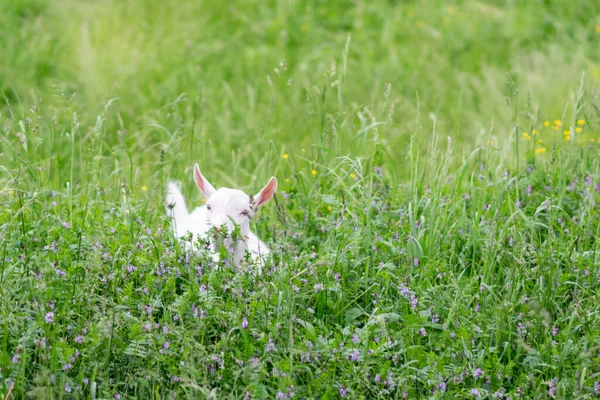 草の上の畑に小さなヤギ 高品質の写真 — ストック写真