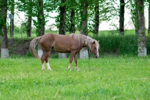 Silberbraunes Pferd Auf Einem Feld Auf Einer Koppel Hochwertiges Foto — Stockfoto