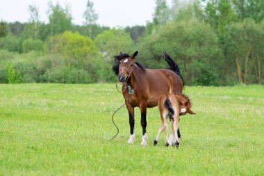 Otlakta bir tarlada tay taşıyan bir at. Yüksek kalite fotoğraf