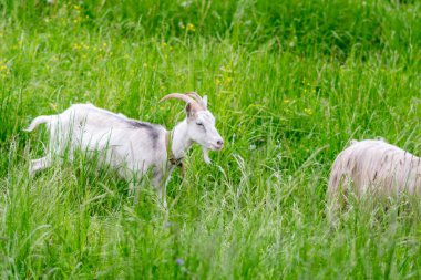 Çimlerin üzerinde çayırdaki bir tarlada keçi. Yüksek kalite fotoğraf