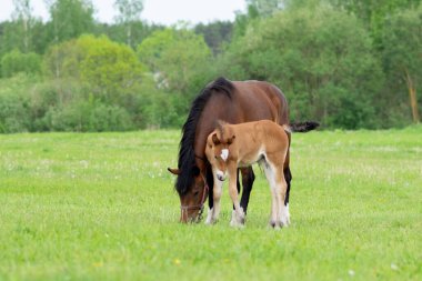 Otlakta bir tarlada tay taşıyan bir at. Yüksek kalite fotoğraf