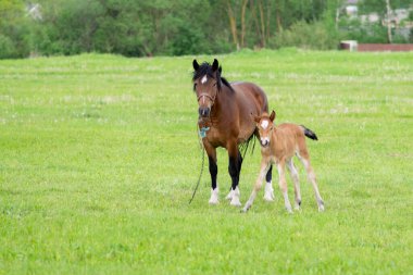 Otlakta bir tarlada tay taşıyan bir at. Yüksek kalite fotoğraf