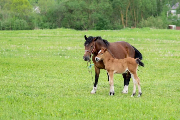 Otlakta bir tarlada tay taşıyan bir at. Yüksek kalite fotoğraf