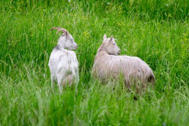 Gri ve beyaz keçiler çimlerin üzerinde oynuyorlar. Yüksek kalite fotoğraf