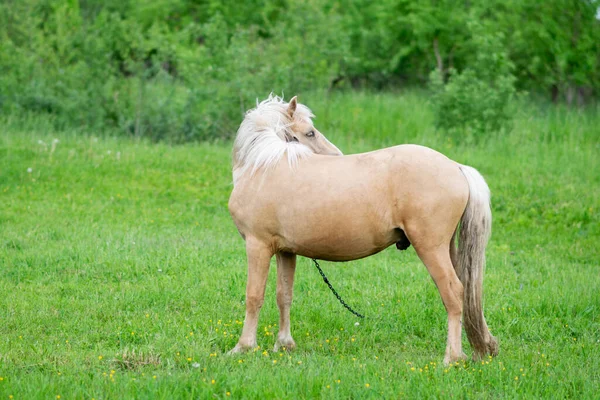 Cavalo Dourado Pastoreia Campo Grama Verde Foto Alta Qualidade — Fotografia de Stock