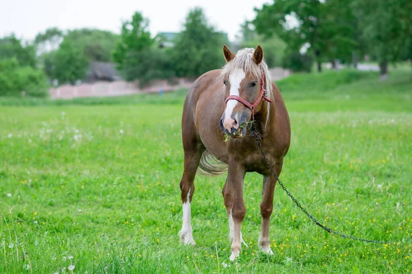 Srebrny Koń Polu Padoku Wysokiej Jakości Zdjęcie — Zdjęcie stockowe
