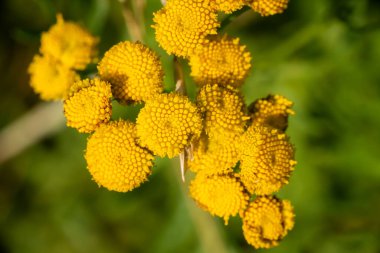 Yeşil arka planda güzel sarı bir çiçek. Yüksek kalite fotoğraf