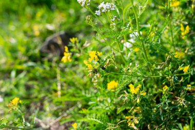 Parlak renklerde yeşil çimenler, arka plan dokusu. Yüksek kalite fotoğraf