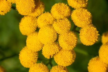 Yeşil arka planda güzel sarı bir çiçek. Yüksek kalite fotoğraf