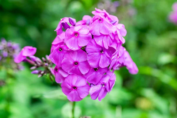 美丽的紫丁香花 绿色背景 高质量的照片 — 图库照片