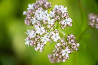 Yeşil arka planda güzel beyaz kır çiçeği. Yüksek kalite fotoğraf