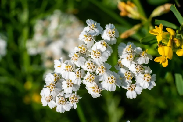 Piękny Biały Dziki Kwiat Zielonym Tle Wysokiej Jakości Zdjęcie — Zdjęcie stockowe