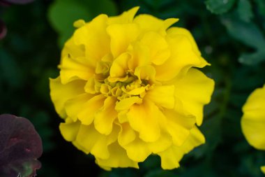 Yeşil arka planda güzel sarı bir çiçek. Yüksek kalite fotoğraf