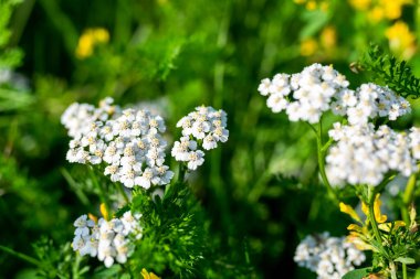 Yeşil arka planda güzel beyaz kır çiçeği. Yüksek kalite fotoğraf