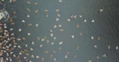 Ördekler gölette yüzer.