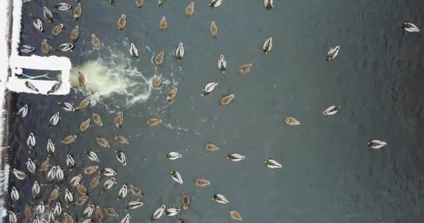 Kaczki pływają w stawie — Wideo stockowe