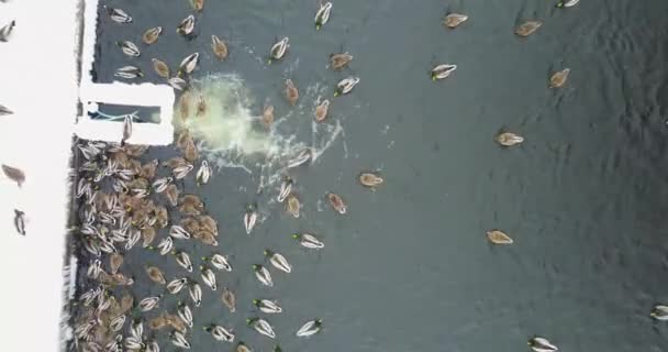 Утки плавают в пруду — стоковое видео