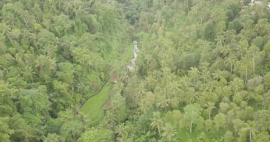 Pirinç terasları, Bali, Endonezya, arazi pirinç terasları 4k