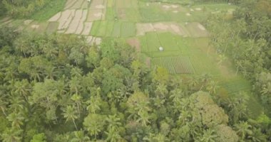 Pirinç terasları, Bali, Endonezya, arazi pirinç terasları 4k havadan görünümü