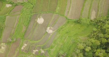 Pirinç terasları, Bali, Endonezya, arazi pirinç terasları 4k