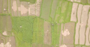 Pirinç terasları, Bali, Endonezya, arazi pirinç terasları 4k