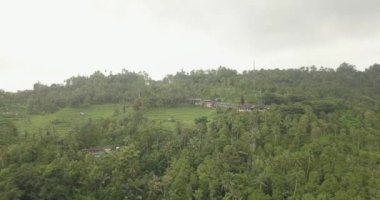 Pirinç terasları, Bali, Endonezya, arazi pirinç terasları 4k