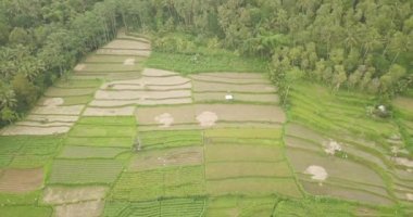 Pirinç terasları, Bali, Endonezya, arazi pirinç terasları 4k