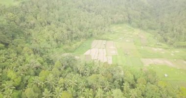 Pirinç terasları, Bali, Endonezya, arazi pirinç terasları 4k havadan görünümü