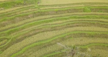 Pirinç terasları, Bali, Endonezya, arazi pirinç terasları 4k