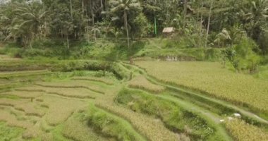 Pirinç terasları, Bali, Endonezya, arazi pirinç terasları 4k