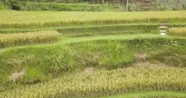 Pirinç terasları, Bali, Endonezya, arazi pirinç terasları 4k havadan görünümü