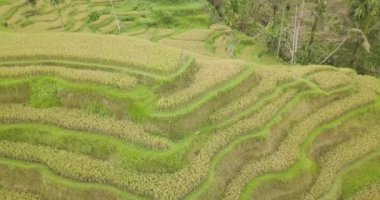 Pirinç terasları, Bali, Endonezya, arazi pirinç terasları 4k