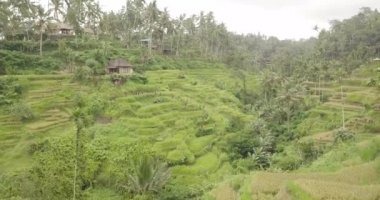 Pirinç terasları, Bali, Endonezya, arazi pirinç terasları 4k
