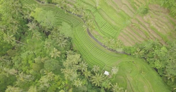 Рисовые террасы, Бали, Индонезия, Наземные рисовые террасы 4K — стоковое видео