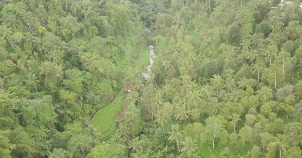 Rýžové terasy, Bali, Indonésie, země rýžové terasy 4k — Stock video