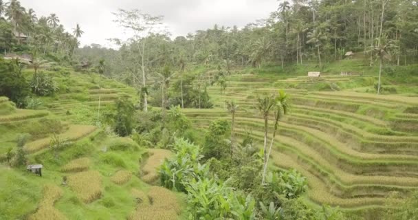 Reisterrassen, Bali, Indonesien, Land Reisterrassen 4k — Stockvideo