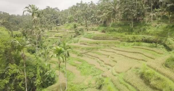Pirinç terasları, Bali, Endonezya, arazi pirinç terasları 4k — Stok video