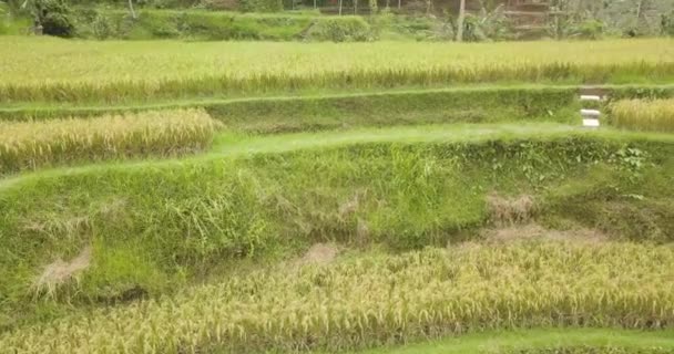 Rice Tarasy Bali Indonezja Land Ryżu Tarasy Ptaka — Wideo stockowe