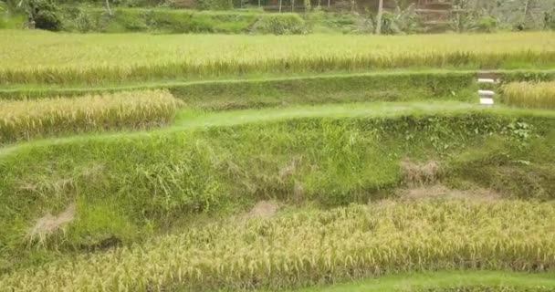 Terrazas Arroz Bali Indonesia Terrazas Arroz Tierra Vista Aérea — Vídeo de stock