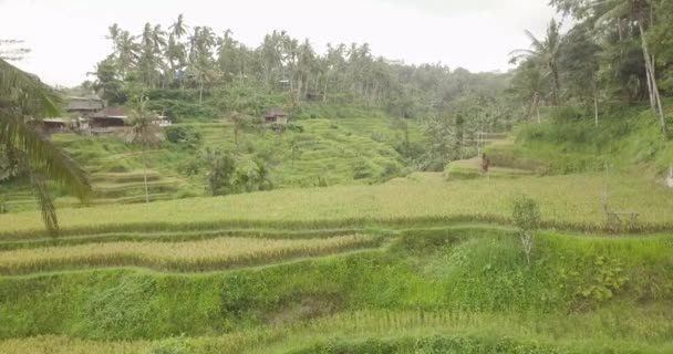 Rýžové terasy, Bali, Indonésie, země rýžové terasy 4k — Stock video