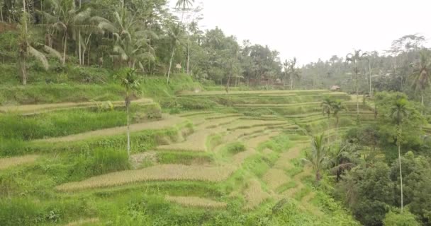 Рисових терас, Балі, Індонезія, Земля рисові тераси 4 к — стокове відео