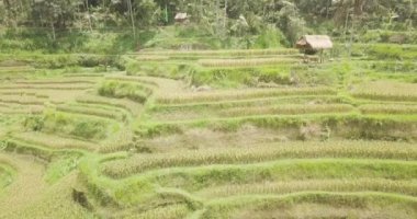 Pirinç terasları, Bali, Endonezya, arazi pirinç terasları 4k