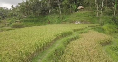 Pirinç terasları, Bali, Endonezya, arazi pirinç terasları 4k