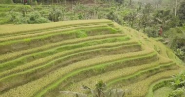 Pirinç terasları, Bali, Endonezya, arazi pirinç terasları 4k