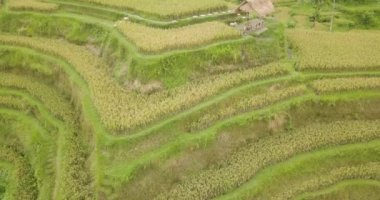 Pirinç terasları, Bali, Endonezya, arazi pirinç terasları 4k